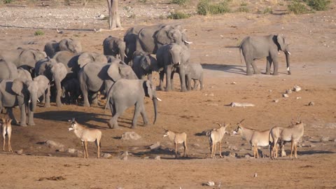 Herd of African Bush elephants and roan antelope standing on the savanna