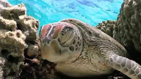 Turtle taking a nap