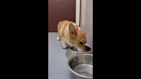 Shinji The Corgi- Food is Served. Where is My Meat? #shorts