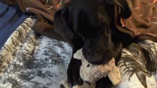 Great Dane Puppy Adorably Uses Stuffed Bunny As Soother