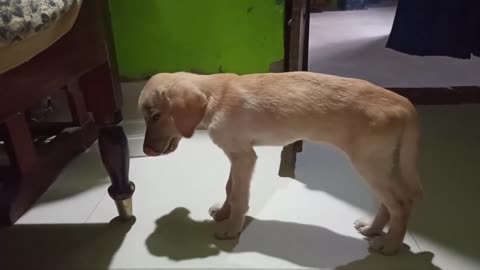 Basic Dog Training