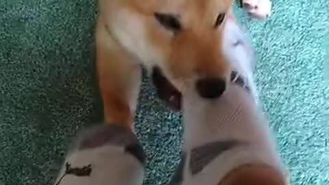 Shiba Inu puppy playing with socks