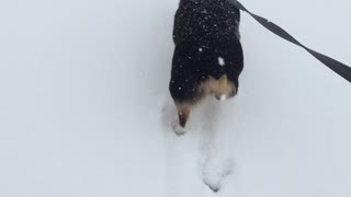 Walking in the snow