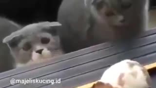 Funniest Cats 😹 - Don't try to hold back Laughter 😂 - Funny Cats Life (31)