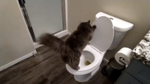 Cats appreciate their privacy in the bathroom - Too Bad Buddy