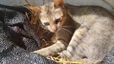 Cat Warming and Protecting Chicken Eggs