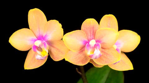 Blooming yellow orchid