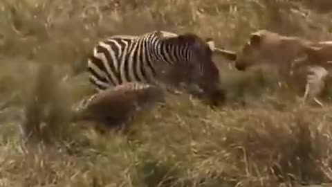 Zebra vs Lioness