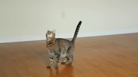 My cats Dance