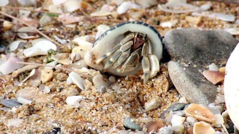 Endearing Hermit Crabs Up Close