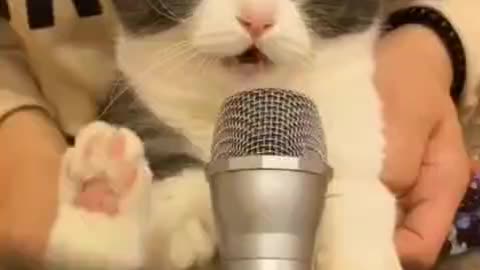 The cat performed for the audience