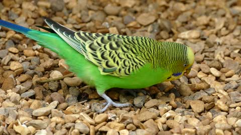 Beautiful colorful parrot waw