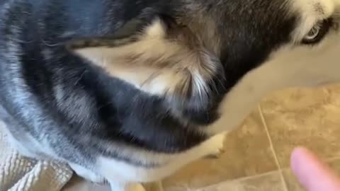 Guilty husky tries to blame other dog