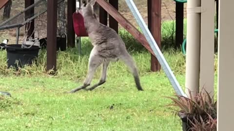 Wild Kangaroo Joey Playing with a Swing