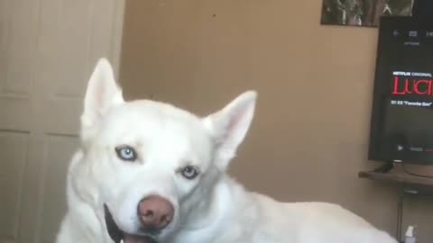 Husky freaks out when he hears special word