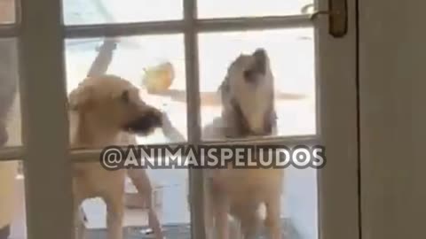 Os vídeos de animais de estimação MAIS ENGRAÇADOS de 2023! 🤣