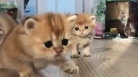 Group Of Small Lovely Kittens