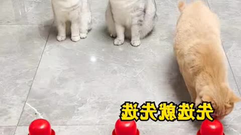 Funny cute cat