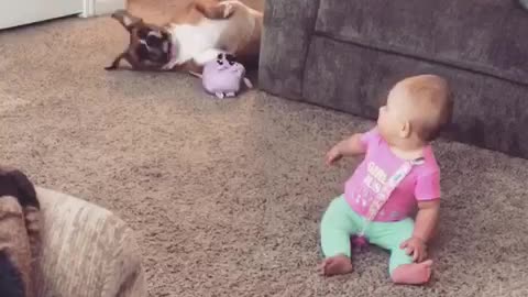 Boxer getting her toy to the baby