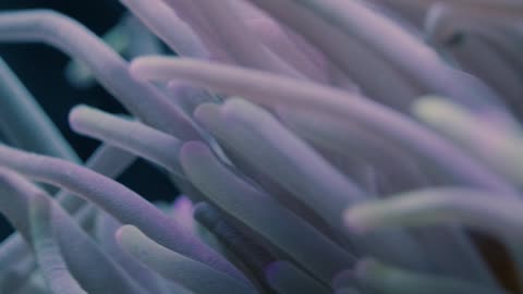 Video of a Clownfish and Sea Anemone