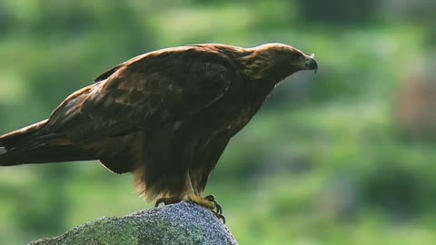 Eagle