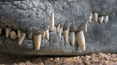 Close-up shot of crocodile jaw with big teeth