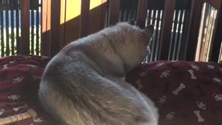 Puppy gets excited to see Dad, forgets how to tail