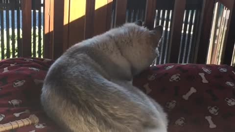 Puppy gets excited to see Dad, forgets how to tail