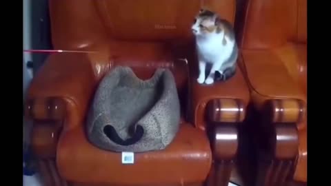 Try Not To Laugh or Grin While Watching Funny Animals 😻