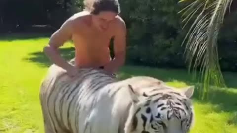 the most beautiful tiger you will see now