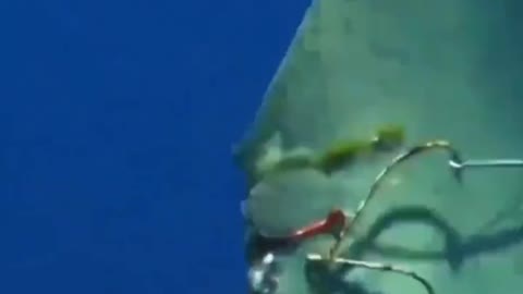 Shark injured by humans