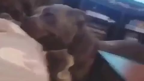 Cat licks and dog get emotional for first time.