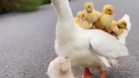 Friendship with duck are so adorable