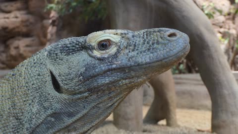Barcelona Zoo With Komodo Dragon Close Up Of Head