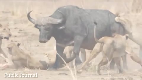 Buffalo vs lion fight