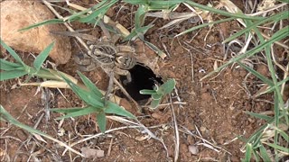 Wolf Spider Inspects The Clean Up