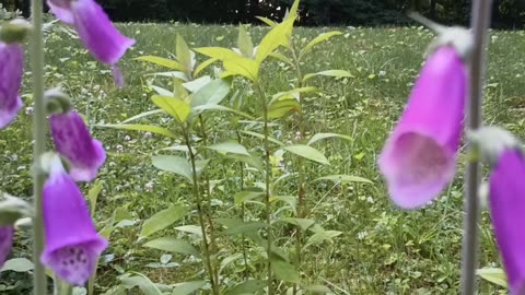 Foxgloves