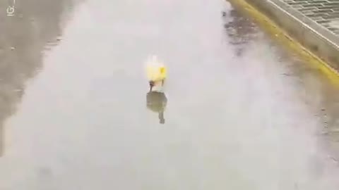 Cutest Ducky Running in the Rain