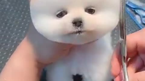 Cutest Dogs Funny