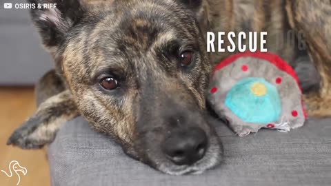 Rescue Dog Loves His Rats