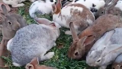 The most beautiful and successful project is raising rabbits.