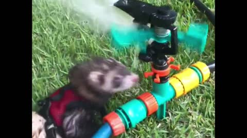 Ferret Opens Sprinkler in The Park