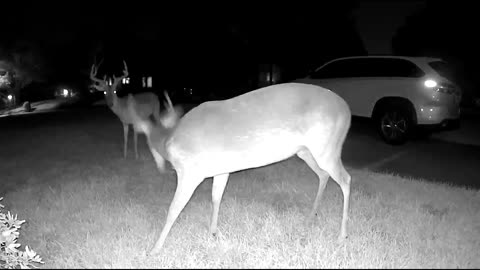 (23min) Relaxing video of Whitetail deer in my Houston neighborhood