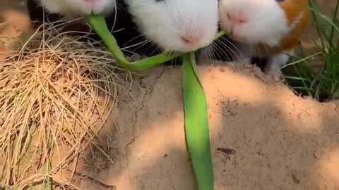 cute hamster pet