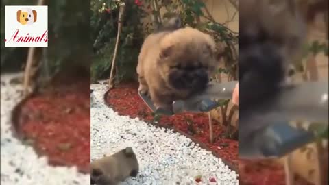 LOS VIDEOS MAS DIVERTIDOS Y ADORABLES DE PERRITOS