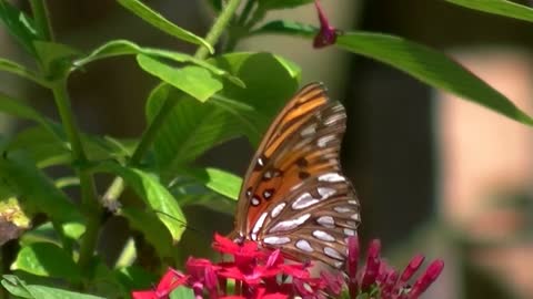 Butterflies Flying | Butterfly My animal friends | Butterfly