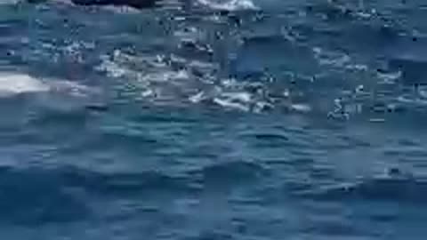 O.M.G ||| Seeing Dolphins In The Middle Of The Sea