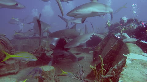 Shark slaps scuba diver's camera during shark feed