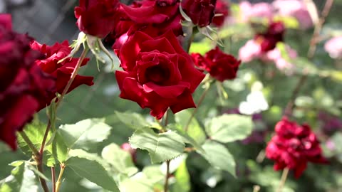 Red Roses In Full Bloom