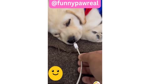 Funny paw video 😄 rumble videos 😆